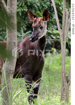 木の間に立つオカピ 101830233
