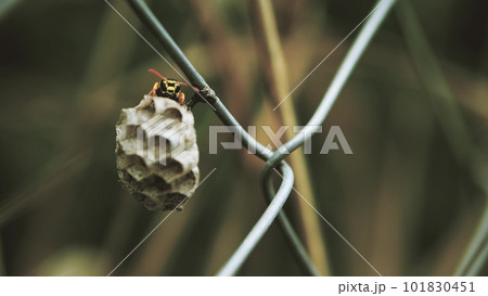 Wasp starts construction of a nest, macro shot 101830451