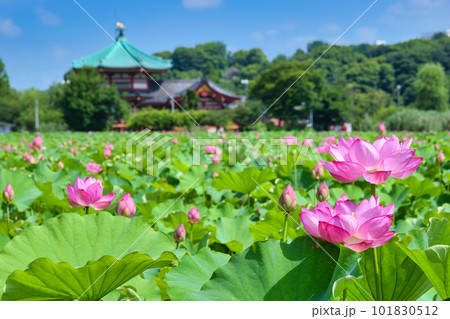 上野 不忍池の美しい蓮の花 (東京都台東区) 上野 不忍池の美しい蓮の花 (東京都台東区) 101830512