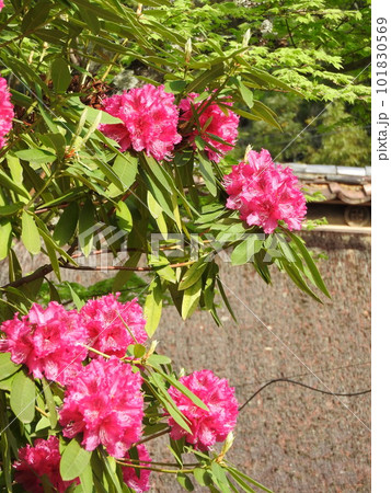 ツツジ科の花「シャクナゲ」 ツツジ科の花「シャクナゲ」 101830569