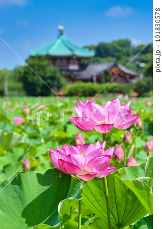上野 不忍池の美しい蓮の花　（東京都台東区） 101830578