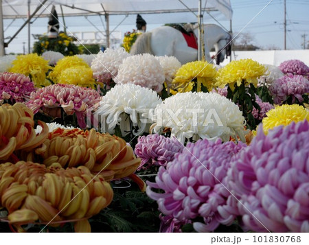 きくち菊人形菊まつり 　大きな菊の展示　（熊本県菊池市） 101830768