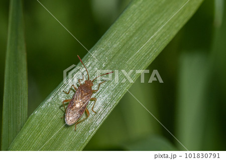 アカヒメヘリカメムシ 101830791