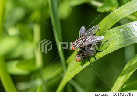 草の上で交尾するセンチニクバエ 101830798