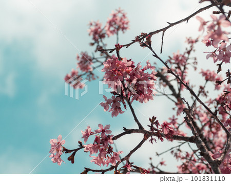桜 さくら サクラ 101831110
