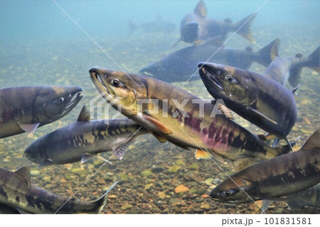 千歳川のサケ(北海道千歳市) 千歳川のサケ(北海道千歳市) 101831581