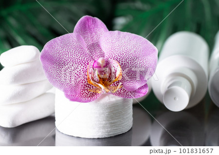 Lilac orchid flower, white cosmetic bottles, cotton pads with stack of white stones and monstera leaves on black surface Lilac orchid flower, white cosmetic bottles, cotton pads with stack of white stones and monstera leaves on black surface 101831657