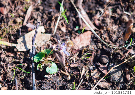 スミレの蜜を吸うビロウドツリアブ スミレの蜜を吸うビロウドツリアブ 101831731