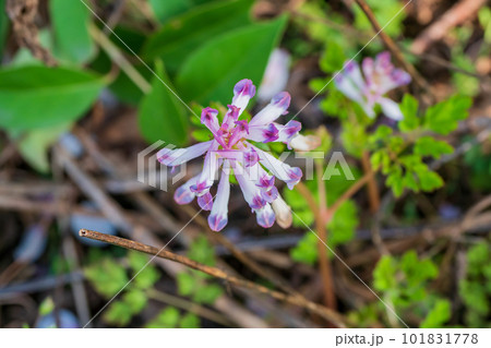 春の野に咲くムラサキケマンの花 春の野に咲くムラサキケマンの花 101831778