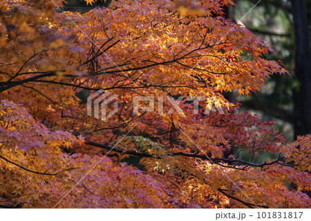 221110日枝神社g234 101831817