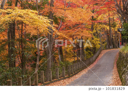 221110日枝神社g068 221110日枝神社g068 101831829