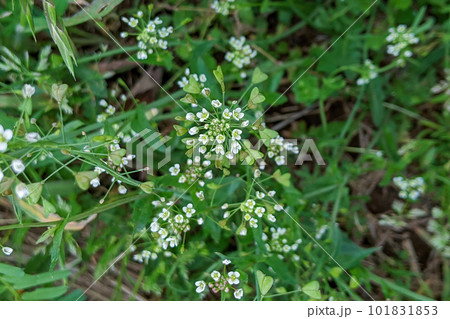 ナズナの小さくて可愛い花 ナズナの小さくて可愛い花 101831853