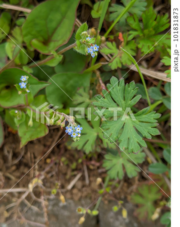 キュウリグサの小さくて可愛い花 キュウリグサの小さくて可愛い花 101831873