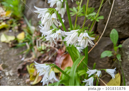 ミツカドネギの花 101831876