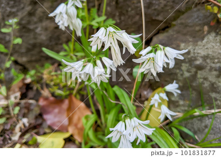 ミツカドネギの花 ミツカドネギの花 101831877