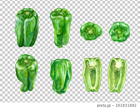 Set of peppers painted by watercolor 101831892