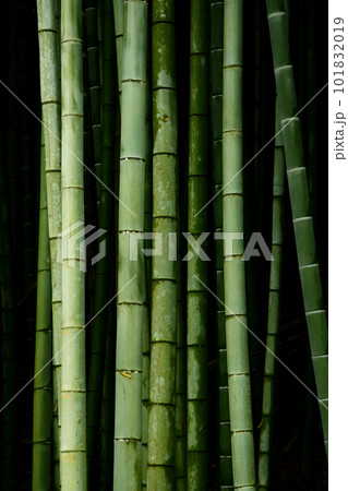 水戸市　偕楽園　西の谷公園の竹林 101832019