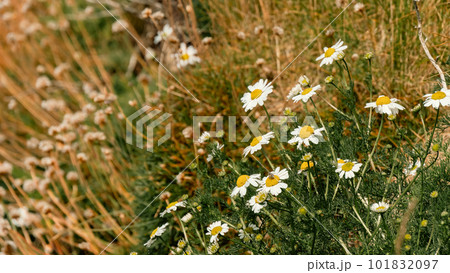 chamomile flowers. Blooming wildflowers, nature. White daisies on green grass field chamomile flowers. Blooming wildflowers, nature. White daisies on green grass field 101832097