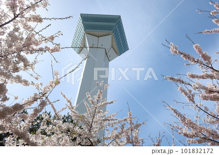 五稜郭タワーと桜_2 101832172