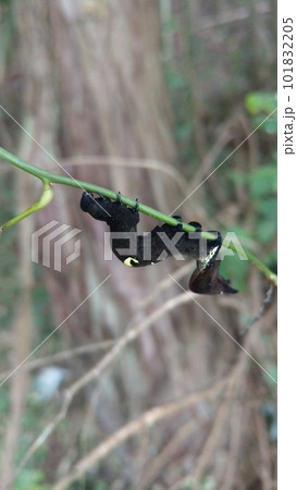 アケビコノハの幼虫 アケビコノハの幼虫 101832205