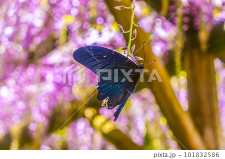 藤の花と蝶々 101832586