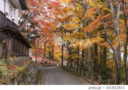 221111日枝神社z018 221111日枝神社z018 101832851