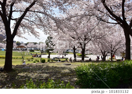 前橋市 前橋公園のみどりの散策エリアと満開桜 前橋市 前橋公園のみどりの散策エリアと満開桜 101833132