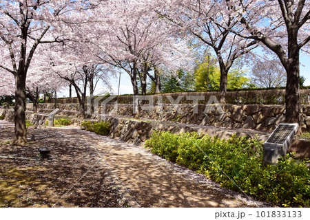 前橋市 前橋公園の段状散策路と満開桜 前橋市 前橋公園の段状散策路と満開桜 101833133