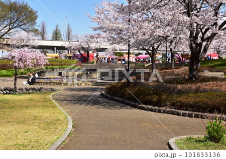 前橋市 前橋公園散策路と満開桜 前橋市 前橋公園散策路と満開桜 101833136