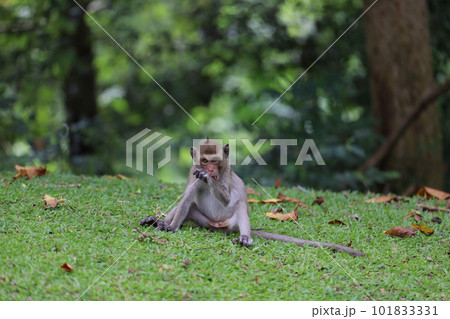 The baby Monkey is sitdown on grass garden in front of forest 101833331