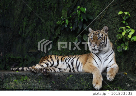 Close up Indochinese tiger is beautiful animal and dangerous in forest 101833332