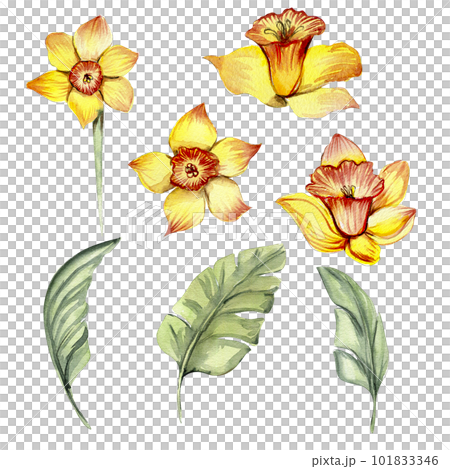 Daffodil flower and leaves drawing hand Royalty Free Vector