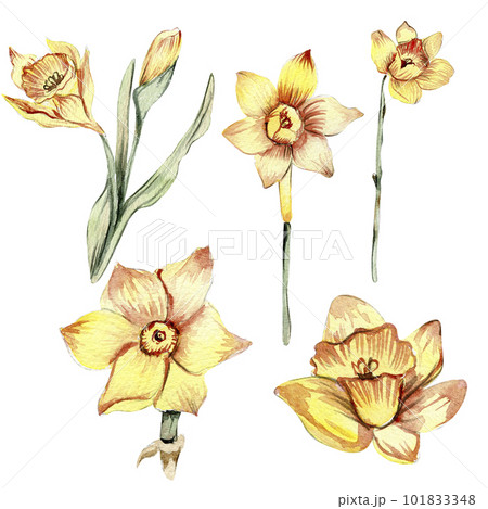 Daffodil Flower Single Line SVG Files — JoAnna Seiter