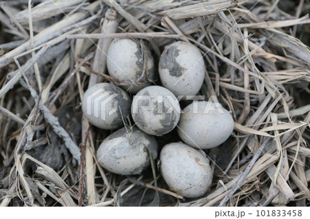 タマゴ 卵 たまご 101833458