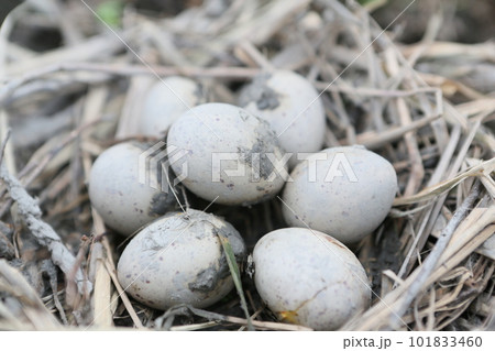 タマゴ 卵 たまご 101833460