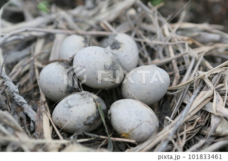 タマゴ 卵 たまご 101833461