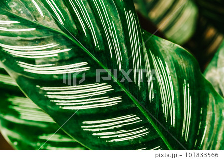 Plant leaves close up of Calathea Majestica 101833566
