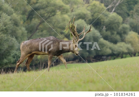 Very rare Pere David deer in autumn 101834261