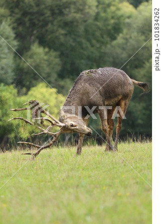 Very rare Pere David deer in autumn 101834262
