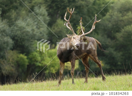 Very rare Pere David deer in autumn 101834263