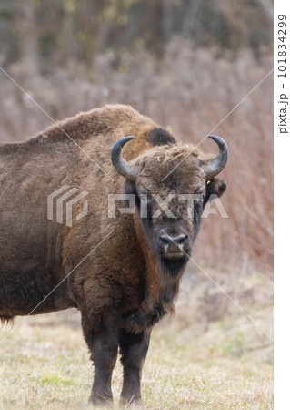 European Bison(Bison bonasus) male  in springtime  101834299
