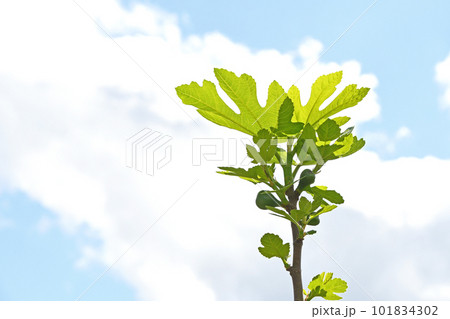 春のイチジクの若葉と若い実 101834302