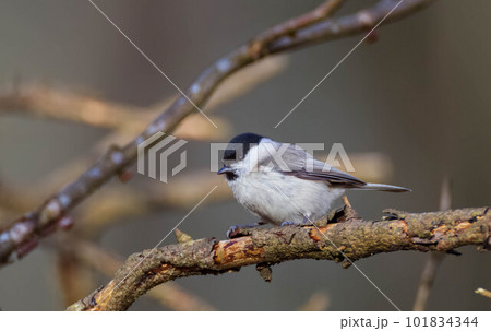 Willow tit (Poecile montanus) closeup Willow tit (Poecile montanus) closeup 101834344