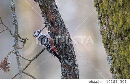White-backed woodpecker (Dendrocopos leucotos) in springtime 101834391