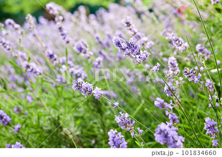 Blooming lavender in the garden Blooming lavender in the garden 101834660