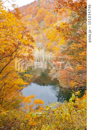 紅葉の白神山地 101834746