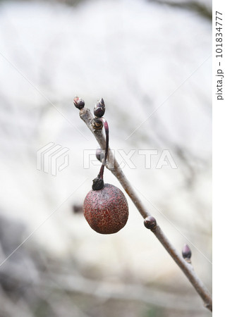 Handkerchief tree Handkerchief tree 101834777