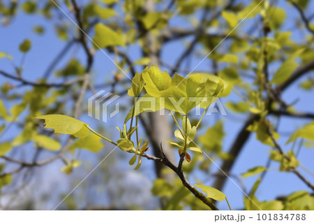 Tulip tree 101834788