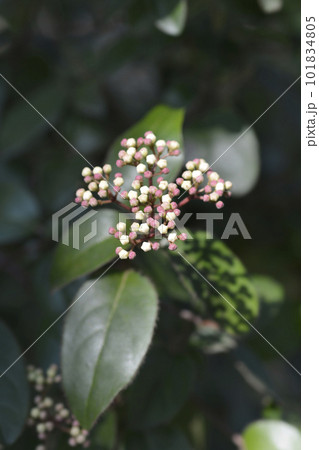 Laurustinus 101834805