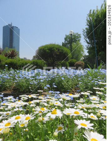 春の花壇に咲く白いデージーと青いネモフィラの花 101834926
